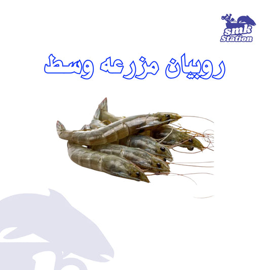 روبيان مزرعه وسط