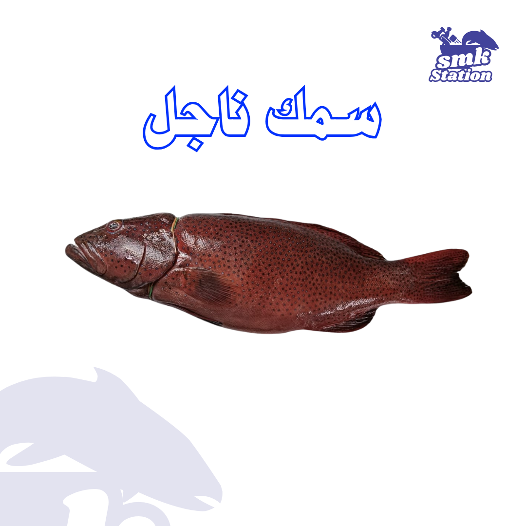 Nagel tourrady (  tourrady half spotted grouper)