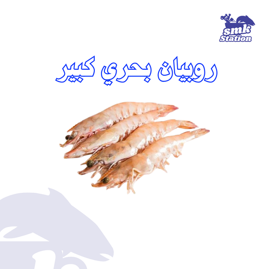 روبيان بحري كبير