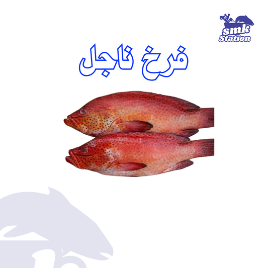 Nagel perch ( half spotted grouper perch )