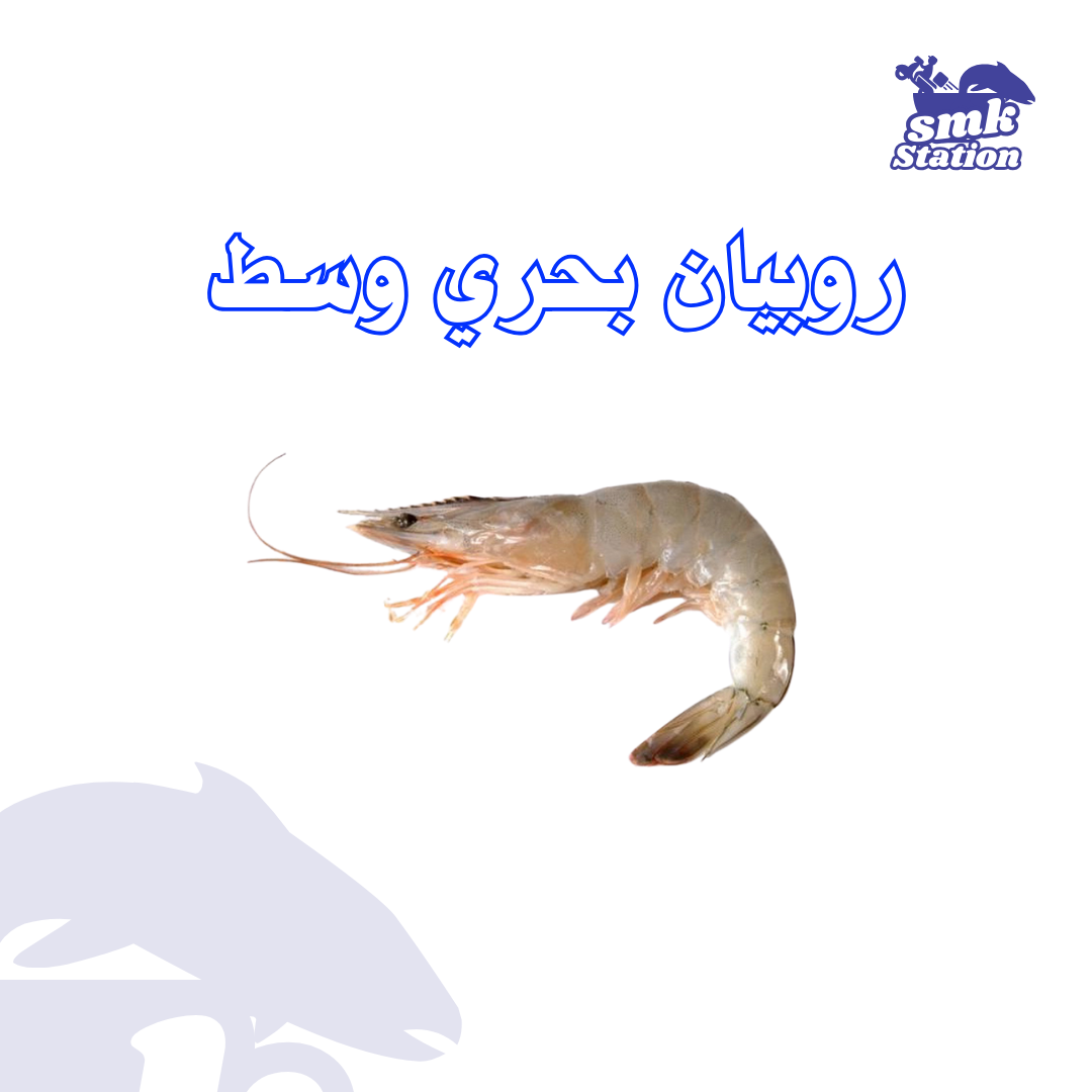 Medium Shrimp