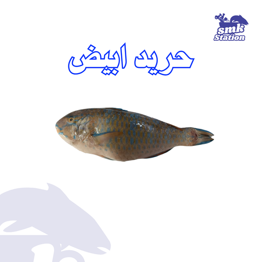 White Parrotfish