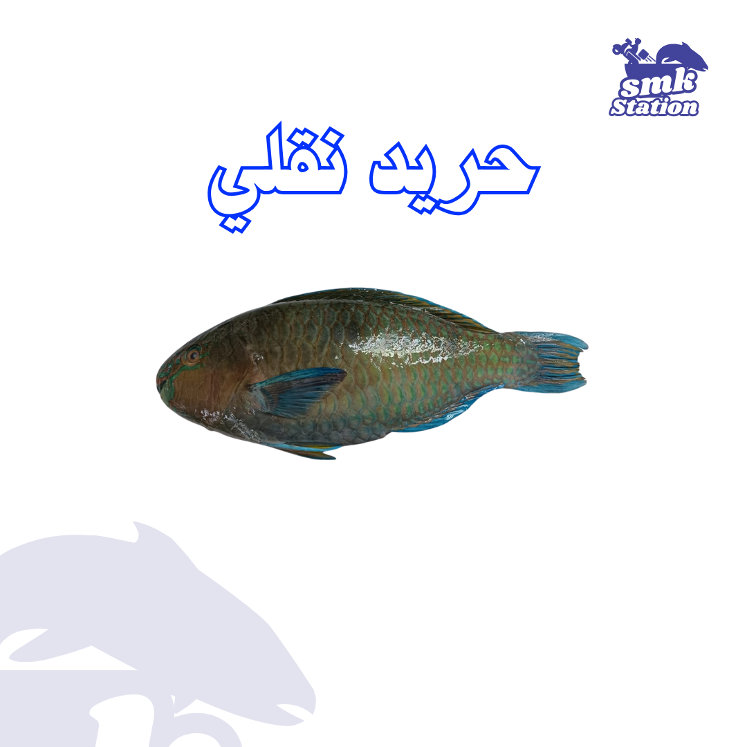 Frying Parrotfish