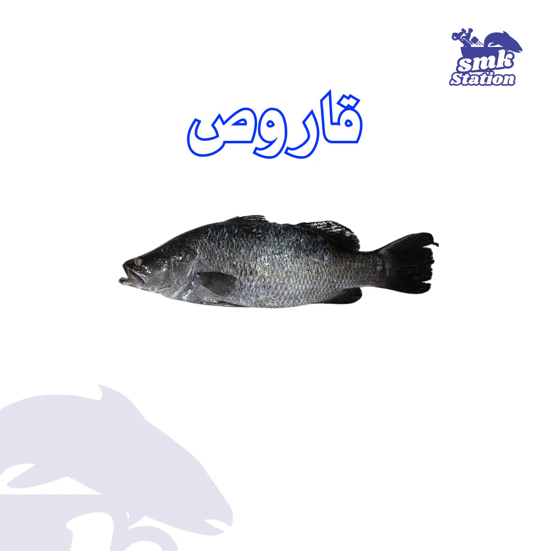 قاروص