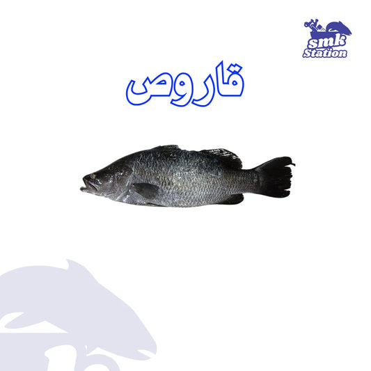 قاروص