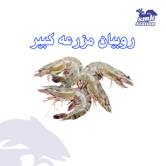 روبيان مزرعه كبير